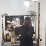 Peluquería Canina Lola Estévez – Peluquería Canina en Gijón