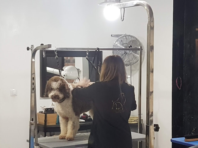 Peluquería Canina Lola Estévez en Asturias