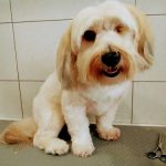 Peluquería Canina Lola & Pepa – Peluquería Canina en Donostia-san Sebastian