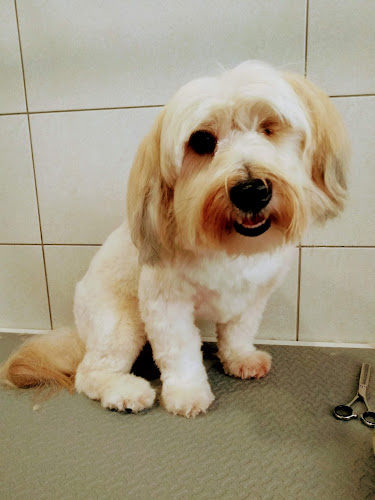 Peluquería Canina Lola & Pepa en Gipuzkoa