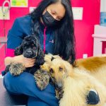 Peluqueria Canina Lorena Bedlington – Peluquería Canina en Gijón