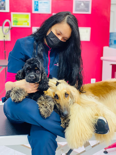 Peluqueria Canina Lorena Bedlington en Asturias