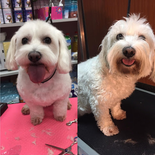 Peluquería Canina Los Amigos De Dexter en Zaragoza