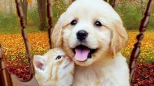 Peluqueria Canina Luiggi en Sevilla