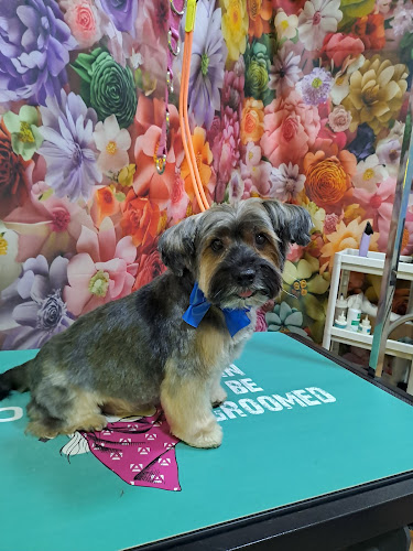 Peluquería Canina Madrid - Garden Pets en Madrid