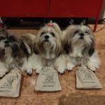 Peluquería Canina Magnolia – Peluquería Canina en Vecindario