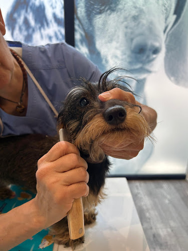 Peluquería Canina Mao Cuadros en Madrid