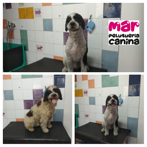 Peluquería Canina Mar en Asturias