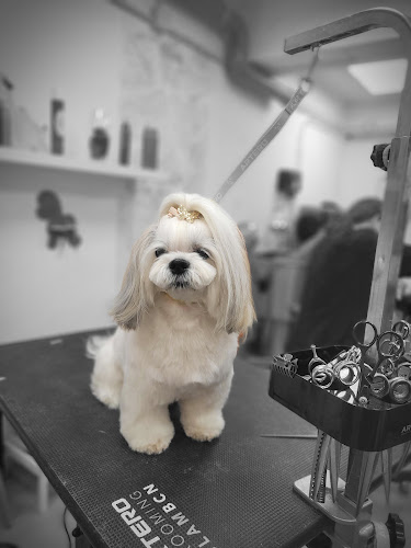 Peluquería Canina Marc Oliva en Barcelona