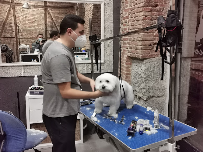 Peluquería Canina Marcos Arriaza en Madrid