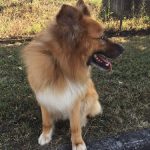 Peluquería Canina Más Que Pelos – Peluquería Canina en Vitoria-gasteiz