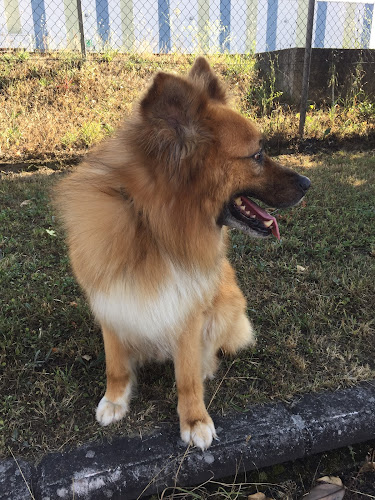 Peluquería Canina Más Que Pelos en Álava