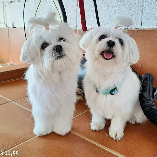 Peluquería Canina Mascotas Cool en Málaga