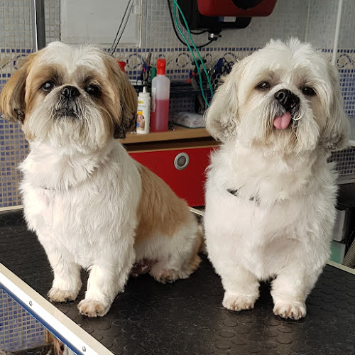 Peluquería Canina Meiga.-Amparo Cuadrado Casaña en Valencia