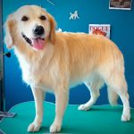 Peluquería Canina Mikinga Groomer – Peluquería Canina en Miño