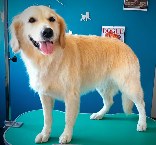 Peluquería Canina Mikinga Groomer en A Coruña