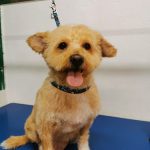 Peluqueria Canina Mimos – Peluquería Canina en Quart De Poblet