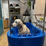 Peluquería Canina Miss & Mister Can – Peluquería Canina en Pozuelo De Alarcón