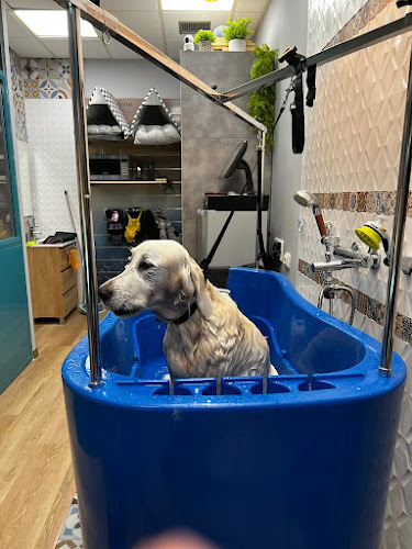 Peluquería Canina Miss & Mister Can en Madrid