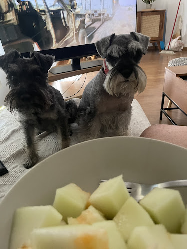 Peluquería Canina Mister Can en Huelva