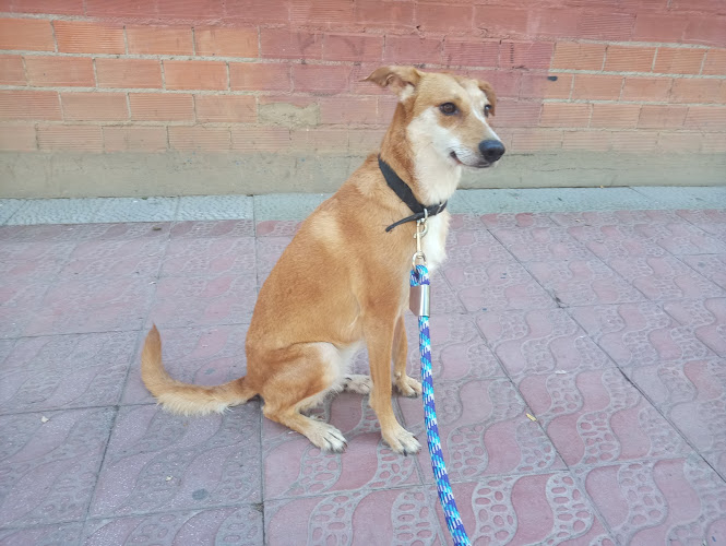Peluquería Canina Movican en Zaragoza