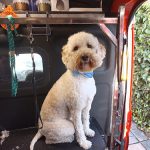 Peluqueria Canina Movil Cherokee – Peluquería Canina en Leganés
