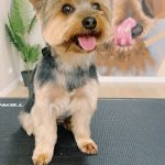 Peluqueria Canina - Nadine Vico Estilismo Canino – Peluquería Canina en Ansoáin