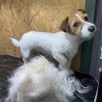 Peluquería Canina Nets I Pelats – Peluquería Canina en Alcúdia