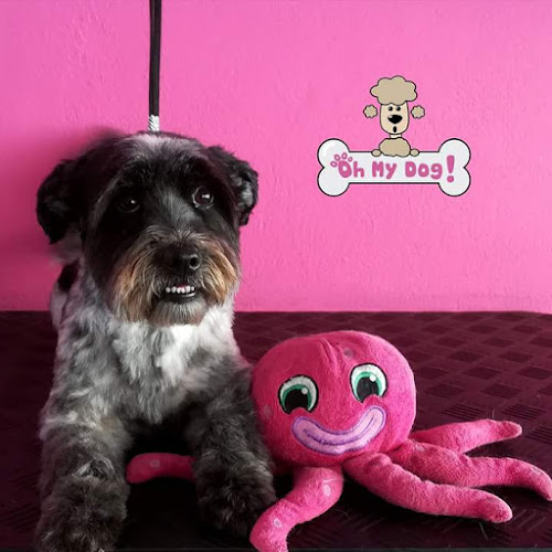 Peluquería Canina Oh My Dog! en Las Palmas