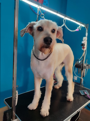 Peluquería Canina Oscargroomer | Sevilla Centro en Sevilla