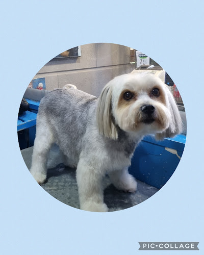 Peluqueria Canina Panxi en Barcelona