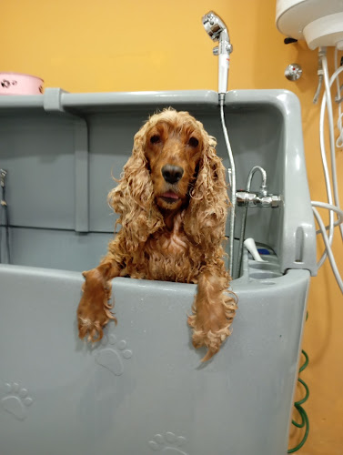 Peluquería Canina Pasión Peluda en Sevilla