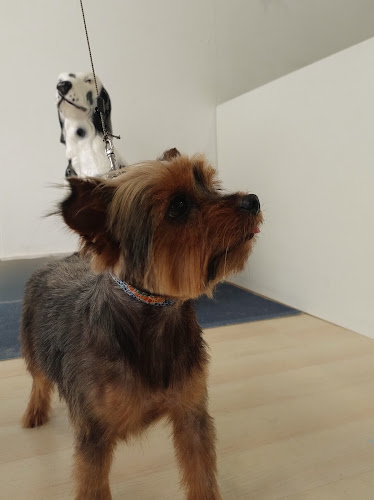 Peluquería Canina Patitas en A Coruña