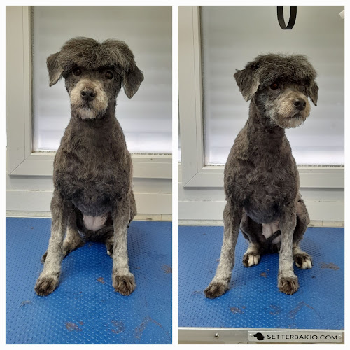 Peluquería Canina Pelos Locos en Huelva