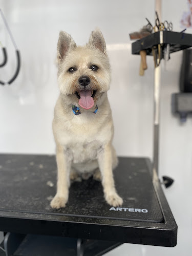 Peluqueria Canina-Peluditos Brillantes en Alicante