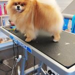 Peluqueria Canina Peludos – Peluquería Canina en Ayegui