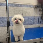 Peluqueria Canina Pelycan – Peluquería Canina en Palomares Del Río