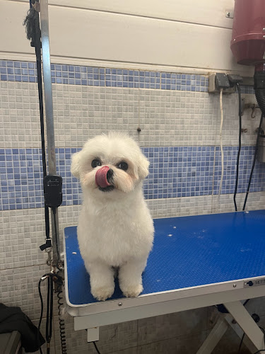 Peluqueria Canina Pelycan en Sevilla