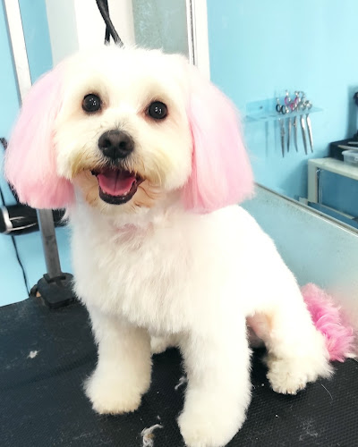 Peluquería Canina Pequeños Peludos en Almería