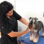 Peluquería Canina Perríssimos – Peluquería Canina en Palomares Del Río