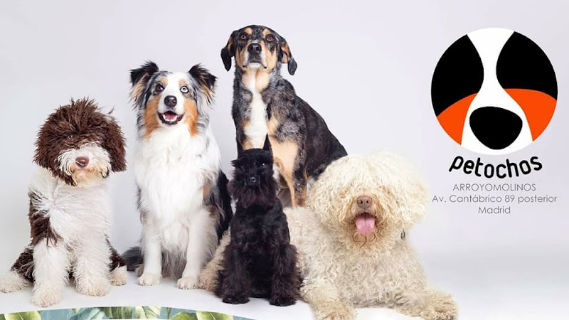 Peluqueria Canina Petochos en Madrid