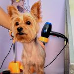 Peluqueria Canina Petshop Tienda De Accesorios Para Perritos Y Gatos Lorena Solla – Peluquería Canina en Puerto De La Cruz