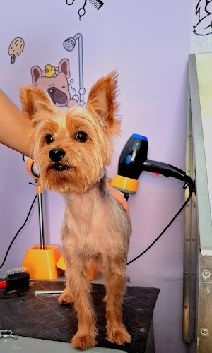Peluqueria Canina Petshop Tienda De Accesorios Para Perritos Y Gatos Lorena Solla en Santa Cruz De Tenerife