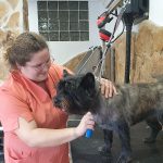 Peluquería Canina Pitusines – Peluquería Canina en Santa Pola
