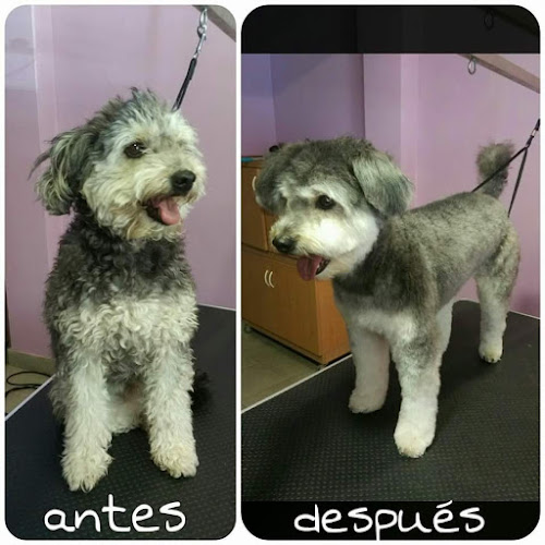 Peluquería Canina Pompas en Ávila