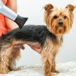 Peluquería Canina Pretty Dog – Peluquería Canina en Cabezón De La Sal