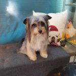 Peluquería Canina Pupetes En Maliaño – Peluquería Canina en Maliaño
