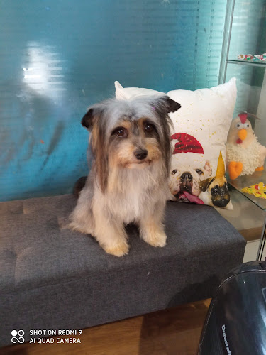 Peluquería Canina Pupetes En Maliaño en Cantabria