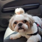 Peluquería Canina Pupis – Peluquería Canina en Logroño