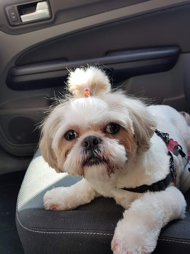 Peluquería Canina Pupis en La Rioja